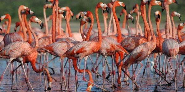 Refugios de fauna silvestre en Venezuela