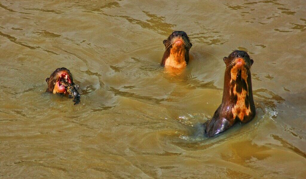 river otters Llanos El Cedral Angel Falls Orinoco Venezuela Los Roques Pantanal wildlife tours Tambopata 17 - Tadeo Arosio: 20 amazing animals of Orinoco