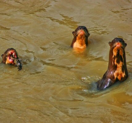 river otters Llanos El Cedral Angel Falls Orinoco Venezuela Los Roques Pantanal wildlife tours Tambopata 17 - Tadeo Arosio: 20 amazing animals of Orinoco