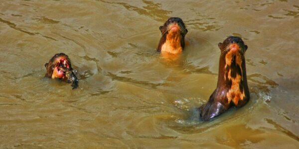 river otters Llanos El Cedral Angel Falls Orinoco Venezuela Los Roques Pantanal wildlife tours Tambopata 17 - Tadeo Arosio: 20 amazing animals of Orinoco