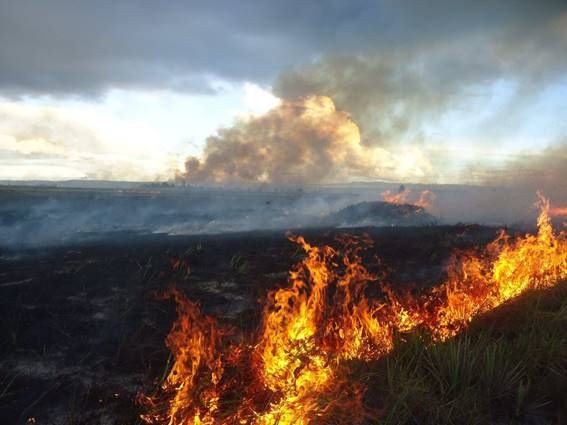 Yammine: Problemas ambientales por los cuales atraviesa el Parque Nacional Canaima