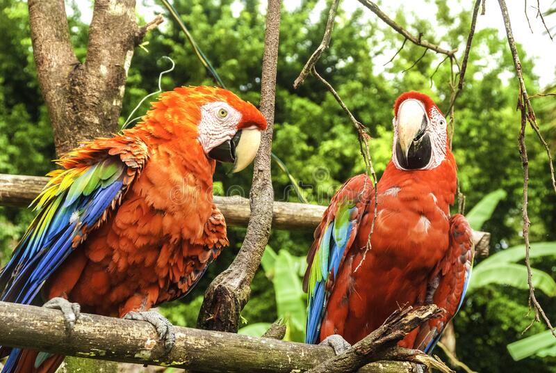 Yammine: Problemas ambientales por los cuales atraviesa el Parque Nacional Canaima