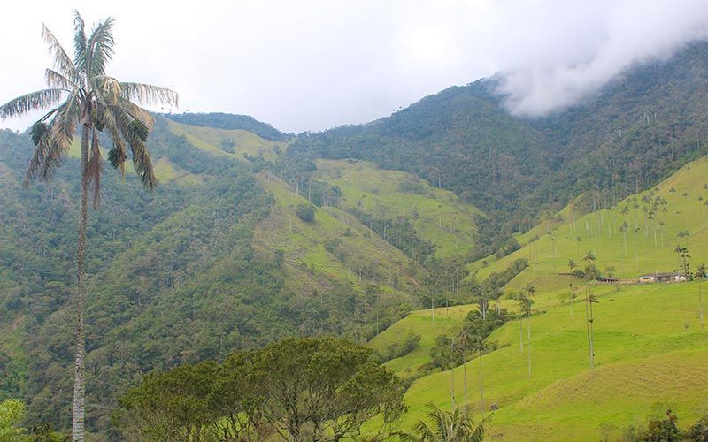 Valle del Cocora Salento Colombia