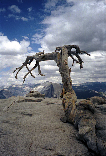 Sentinel Dome, Ansel Adams' tree por CharlotteG123.