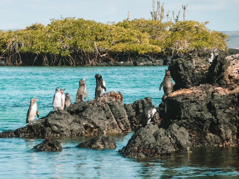 mejor época para viajar a Galápagos mejor época para viajar a Galápagos