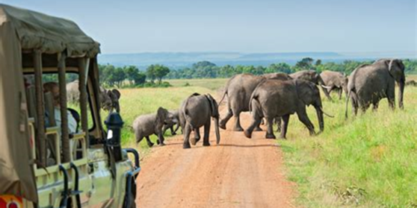 Safaris en África Una experiencia única de vida silvestre