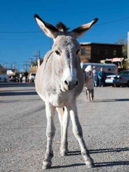 Burro en la calle de Oatman Arizona