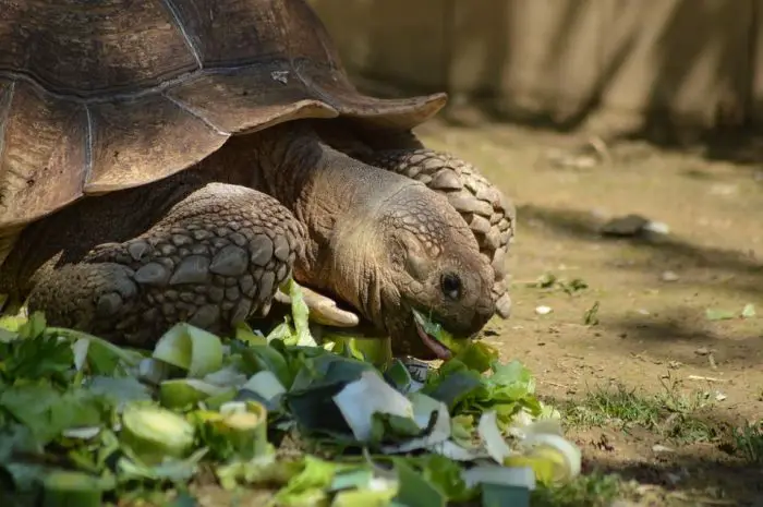 curiosidades de las tortugas