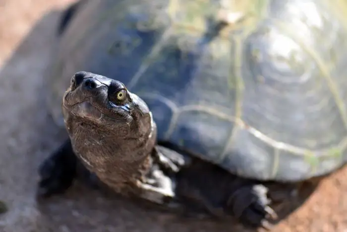 curiosidades sobre las tortugas