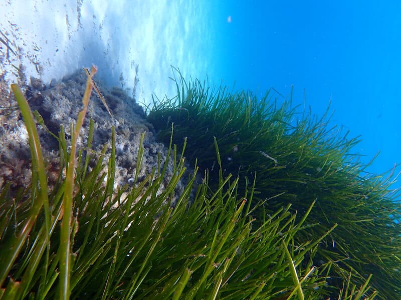 Posidonia 