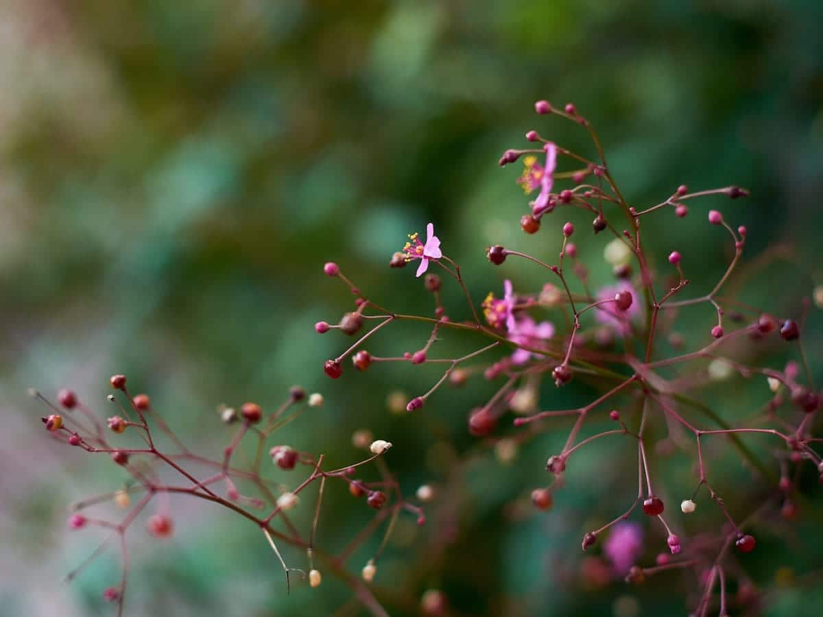 Talinum paniculatum fruto