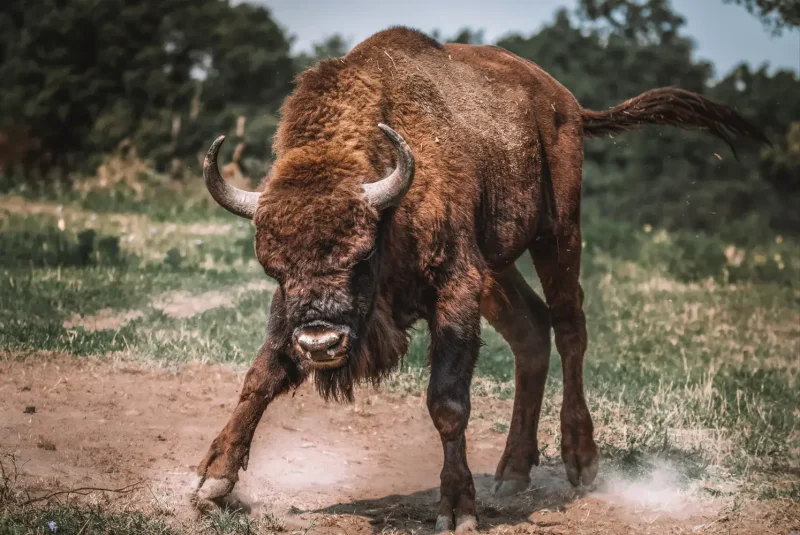 curiosidades de Polonia bisonte