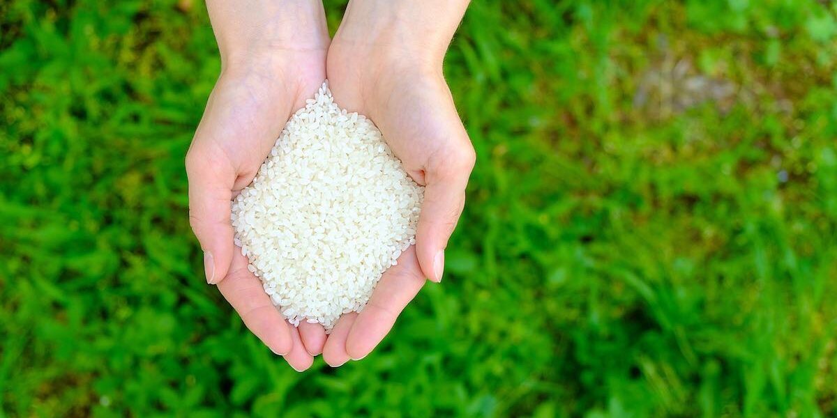 Descubre el secreto del arroz para potenciar el crecimiento de tus plantas 🌱