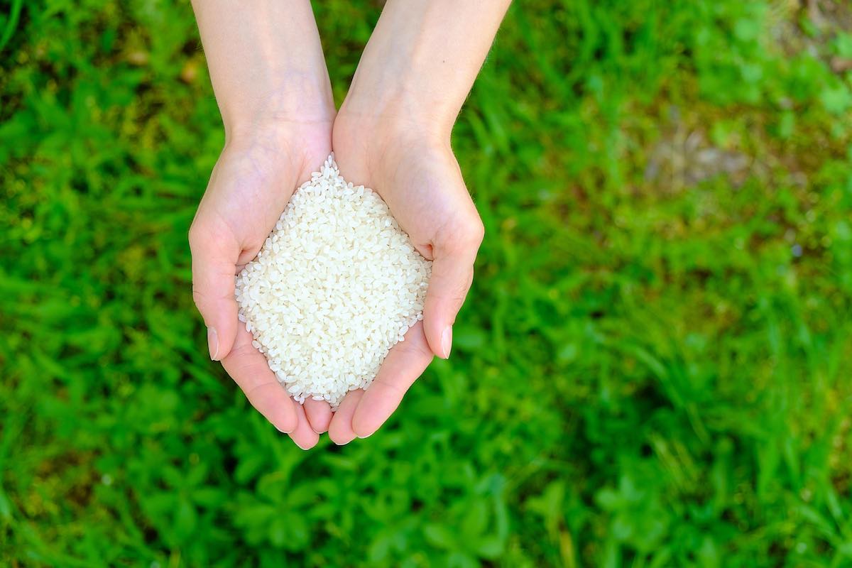 Descubre el secreto del arroz para potenciar el crecimiento de tus plantas 🌱