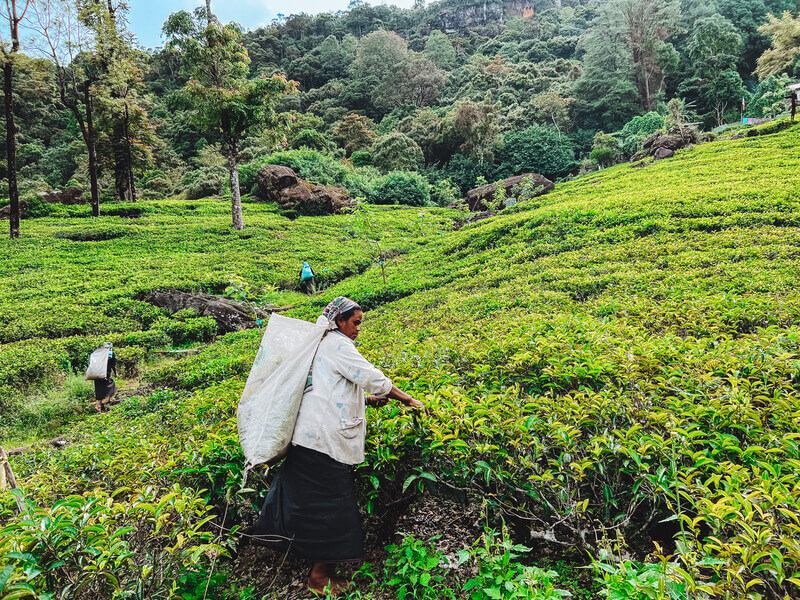 Visitar una plantación de té de Ceilán