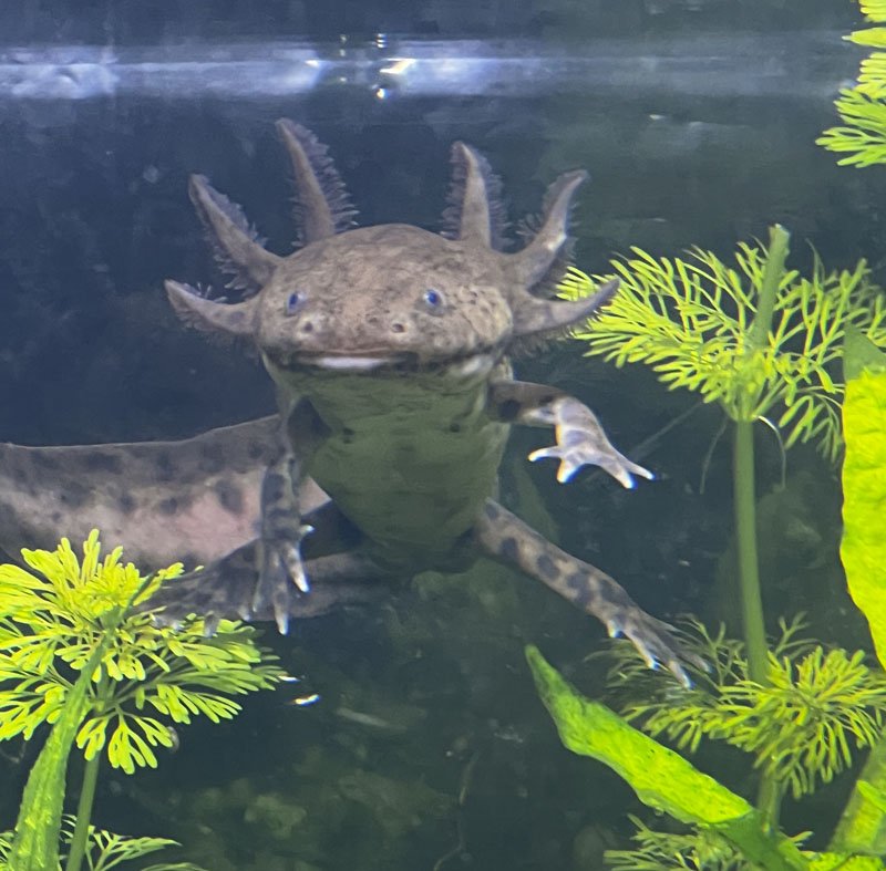 acuario-bioparc-gijon-especies-curiosas-ajolote-1 → LA VIAJERA EMPEDERNIDA
