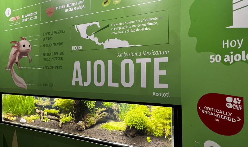 ajolote-acuario-gijon → LA VIAJERA EMPEDERNIDA