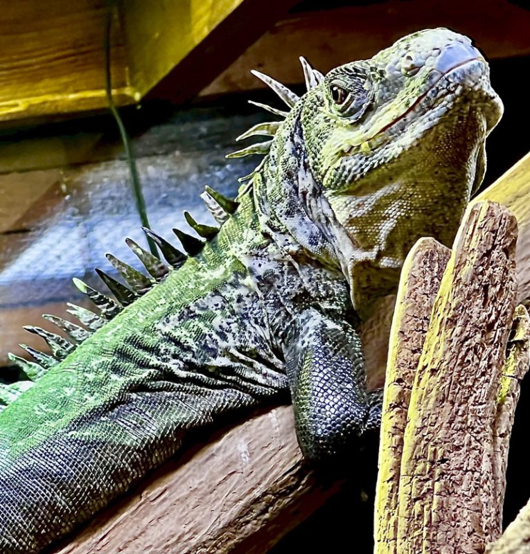lagarto-extincion-acuario-bioparc-gijon → LA VIAJERA EMPEDERNIDA
