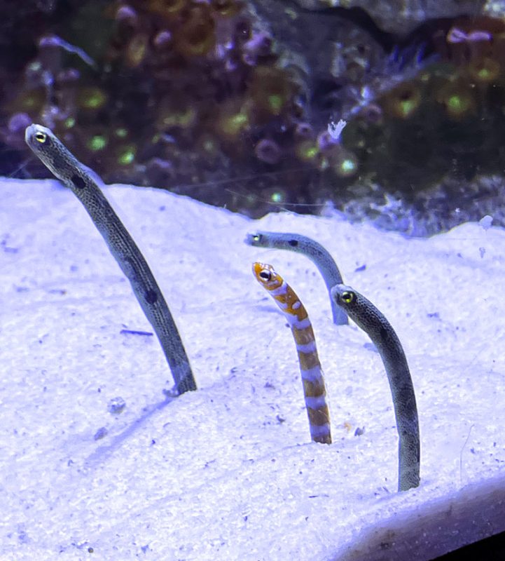 acuario-bioparc-de-gijon-especies-curiosas → LA VIAJERA EMPEDERNIDA