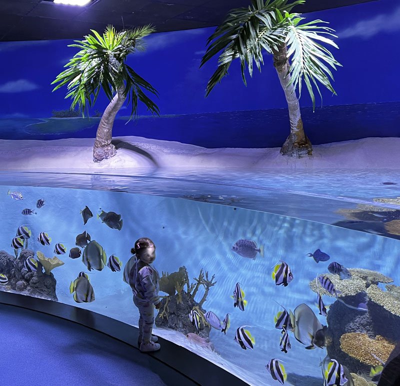 acuario-bioparc-gijon → LA VIAJERA EMPEDERNIDA