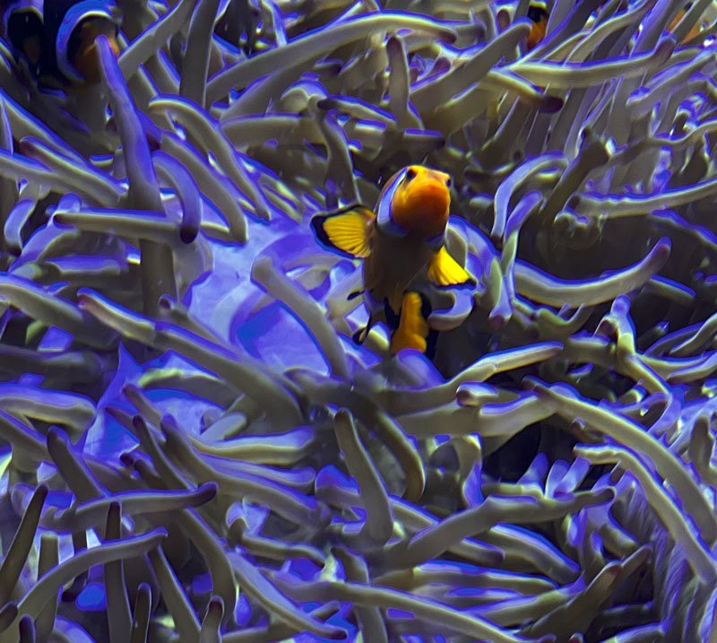 acuario-bioparc-gijon-especies-curiosas-pez-payaso → LA VIAJERA EMPEDERNIDA