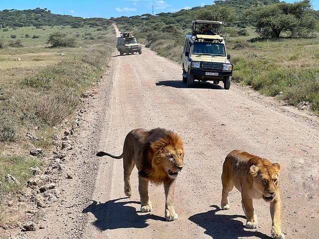 Consejos para viajar de safari a Tanzania