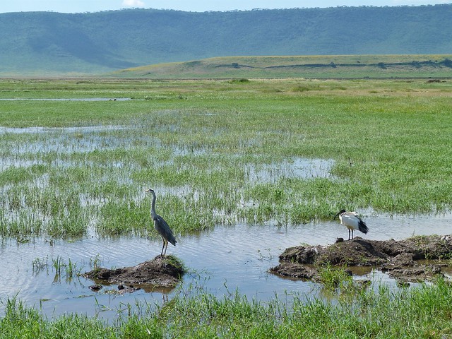 Paisaje del Ngorongoro en mayo