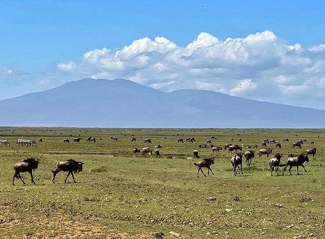 La Gran Migración en el Serengeti de Tanzania