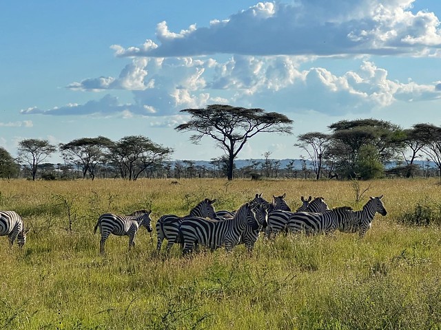 Parque Nacional Serengeti en Tanzania