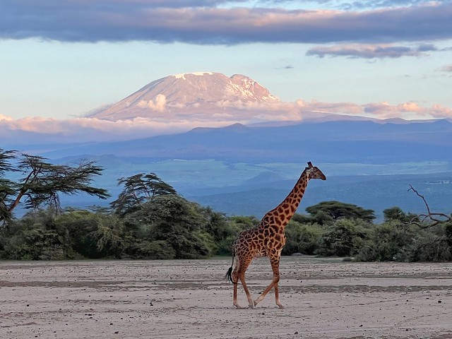 Reserva Nacional de Sinya (Tanzania)