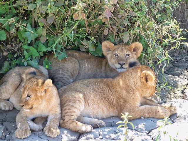 Cachorros de león en Tanzania