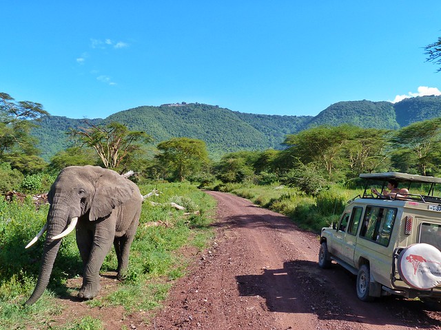 Safari en Tanzania