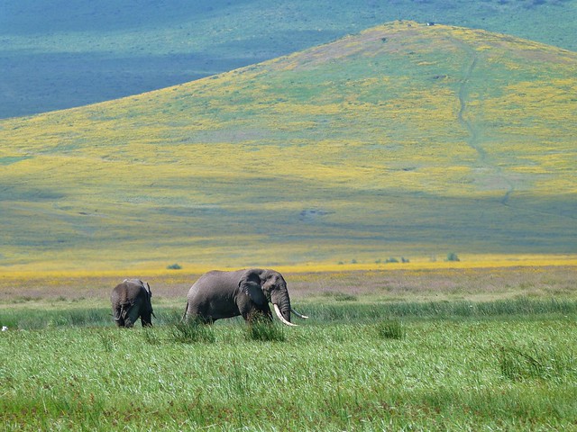 Elefantes en Tanzania