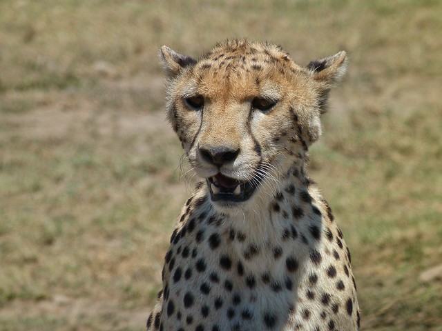 Rostro de guepardo (Tanzania)