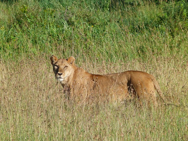 Leona en Tanzania