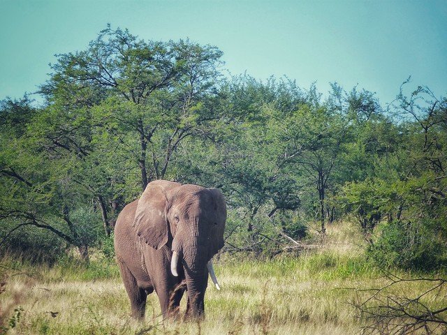 Elefante en Tanzania