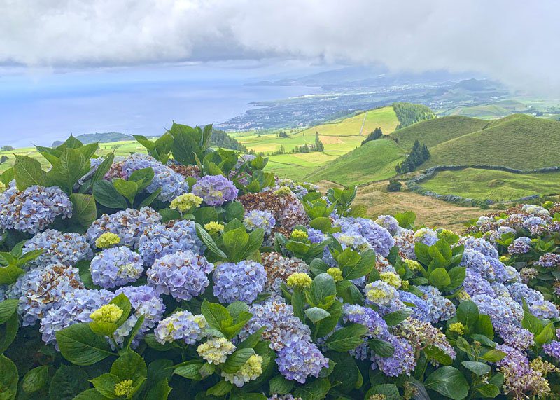 San Miguel de Azores es la isla de las hortensias