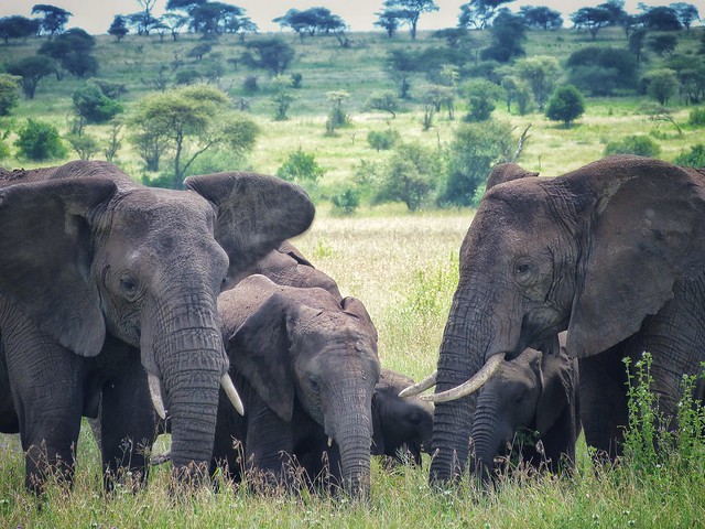 Elefantes en un safari