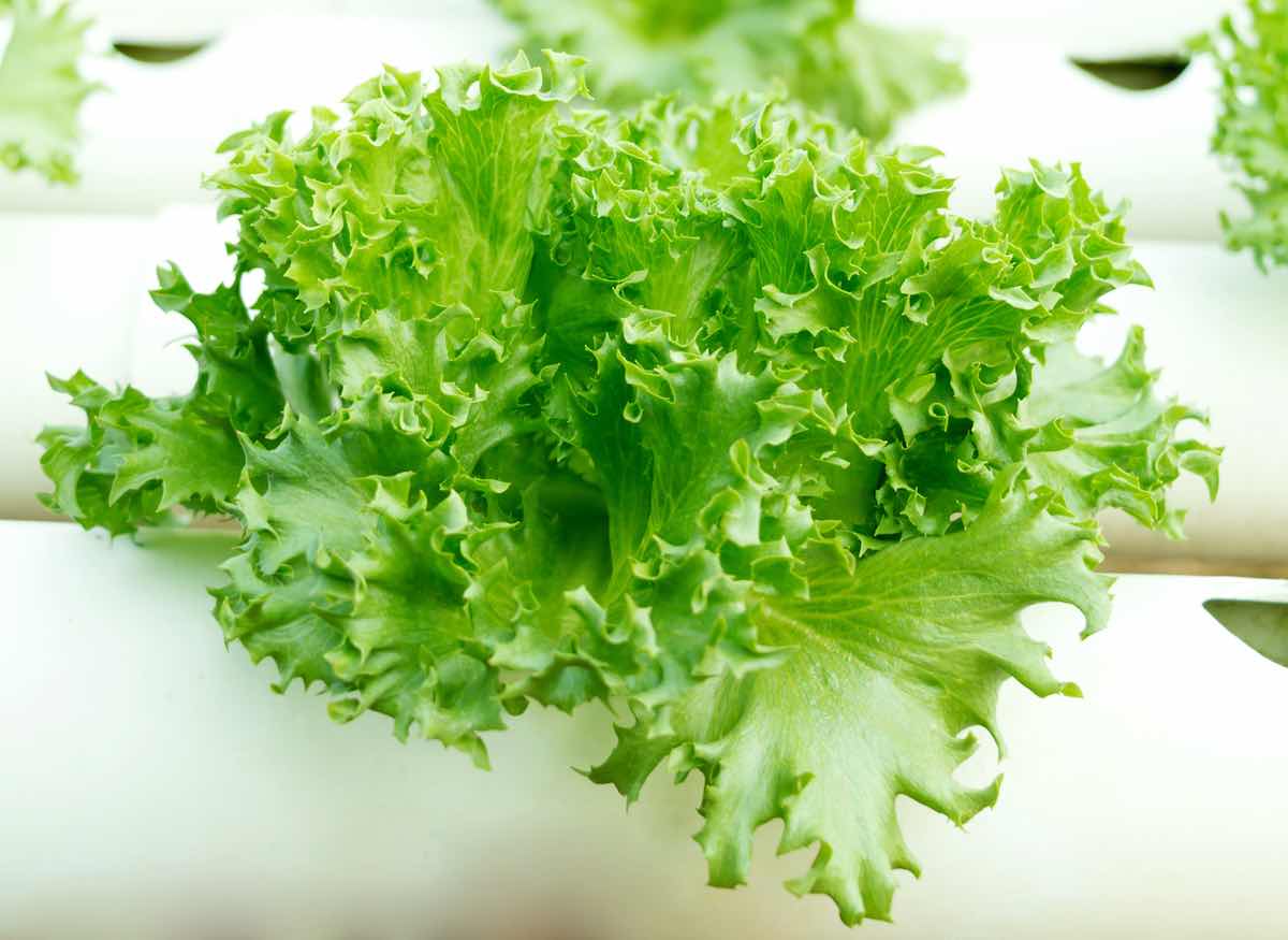 El secreto para cultivar lechugas hidropónicas sin electricidad en casa con el método Kratky