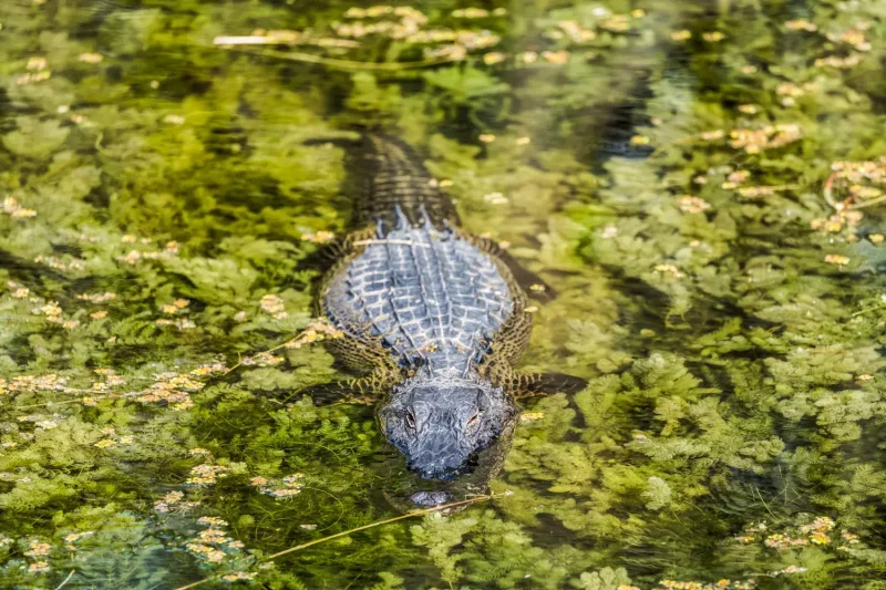 mejores parques nacionales en Estados Unidos caimán