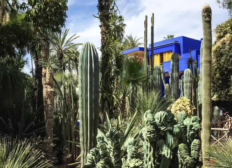 Marrakech en un día Majorelle