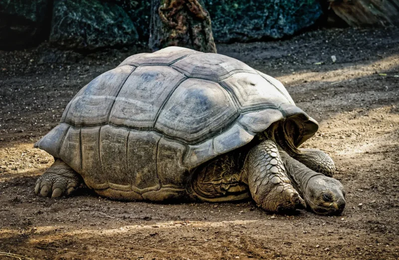 ruta por Ecuador tortuga