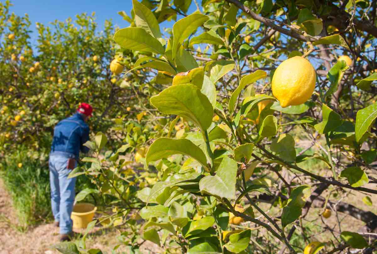 Método simple y efectivo para podar limoneros