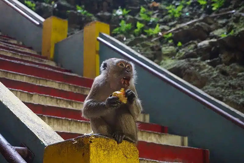 Batu Caves Kuala Lumpur