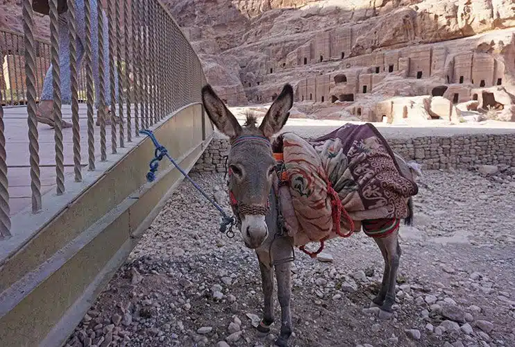 Maltrato animal en Petra