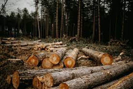 Los efectos de la deforestación en la biodiversidad y cómo contribuir a la conservación de los bosques