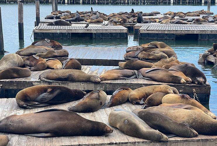 Leones marinos en San Francisco