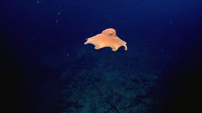 animales raros: pulpo dumbo