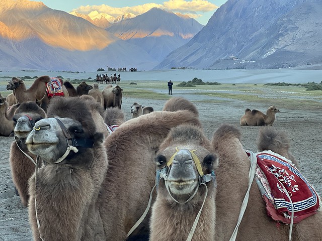 Camellos bactrianos en el valle de Nubra (Viaje a Ladakh)