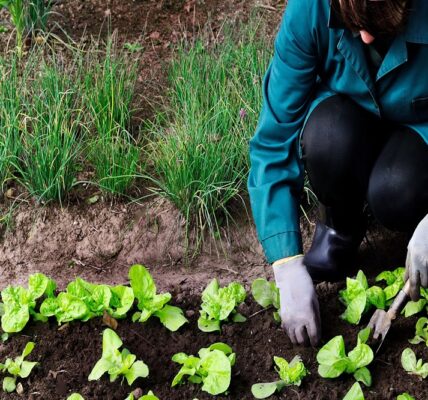 Fundación Yammine - Agricultura ecológica ¡Apuesta segura para la sostenibilidad empresarial! - FOTO